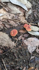 Hortiboletus
