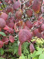 Viburnum lantanoides