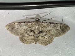 Iridopsis larvaria