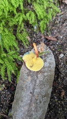 Hortiboletus