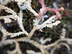Selaginella denticulata