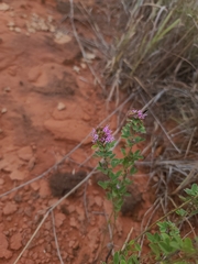 Lespedeza virginica