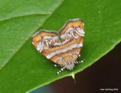 Choreutis orthogona
