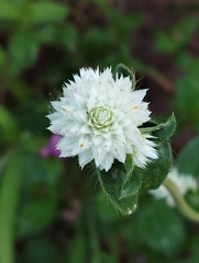 Gomphrena serrata