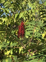 Rhus glabra