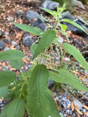 Urtica gracilis