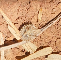 Ancyrosoma leucogrammes