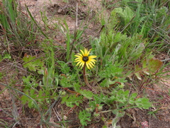 Arctotheca calendula