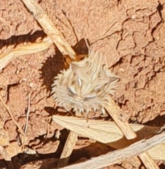 Ancyrosoma leucogrammes