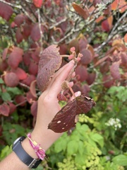 Viburnum lantanoides