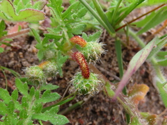 Arctotheca calendula