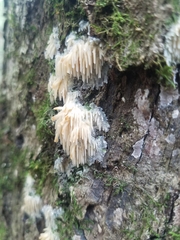 Radulomyces copelandii