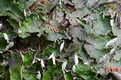 Peltigera aphthosa