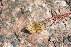 Argynnis adippe