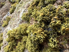 Polycauliona coralloides