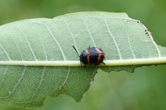 Labidomera clivicollis