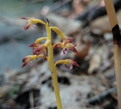 Corallorhiza maculata maculata
