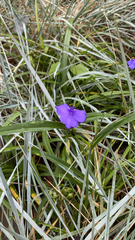 Tradescantia