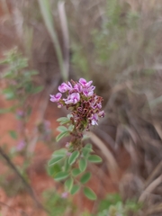 Lespedeza virginica