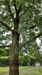 Fraxinus excelsior