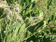 Uresiphita reversalis