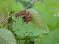 Polygonia interrogationis