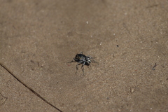 Cicindela formosa