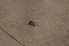 Cicindela formosa