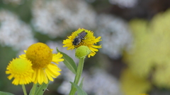 Coelioxys