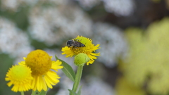 Coelioxys