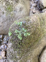 Marchantia polymorpha