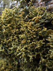 Polycauliona coralloides