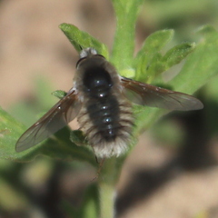 Anastoechus barbatus
