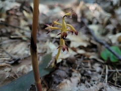 Corallorhiza maculata maculata