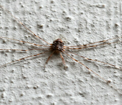 Dicranopalpus ramosus