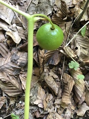 Podophyllum peltatum