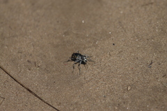 Cicindela formosa