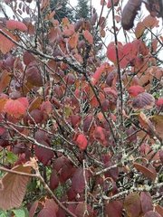 Viburnum lantanoides