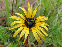Arctotheca calendula