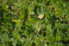 Eurema elathea
