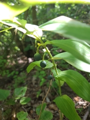 Polygonatum biflorum