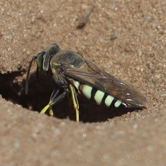 Bicyrtes quadrifasciatus