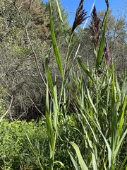 Phragmites