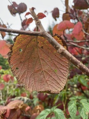 Viburnum lantanoides