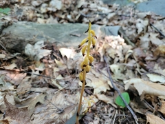 Corallorhiza maculata maculata