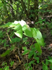 Polygonatum biflorum