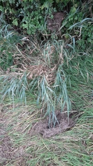 Elymus repens