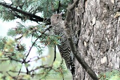 Sphyrapicus thyroideus