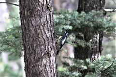 Sphyrapicus thyroideus