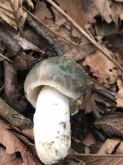 Virescentinae